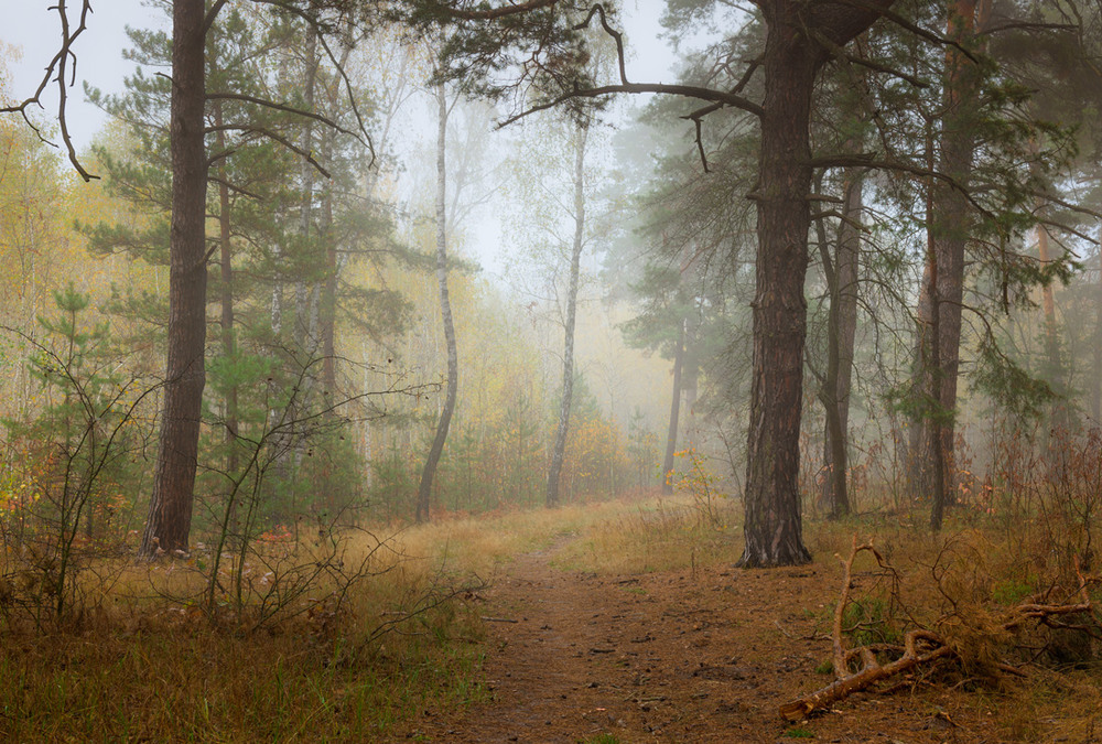 Фотографія Туман колдует во лесу / Галанзовская Оксана / photographers.ua