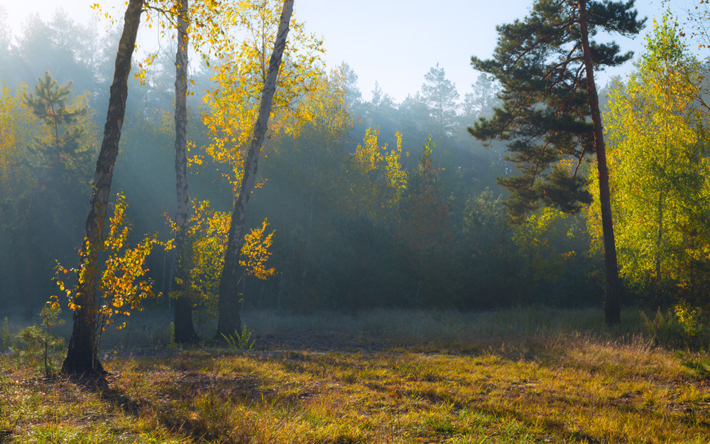 Фотографія Утро в октябрьском лесу / Галанзовская Оксана / photographers.ua