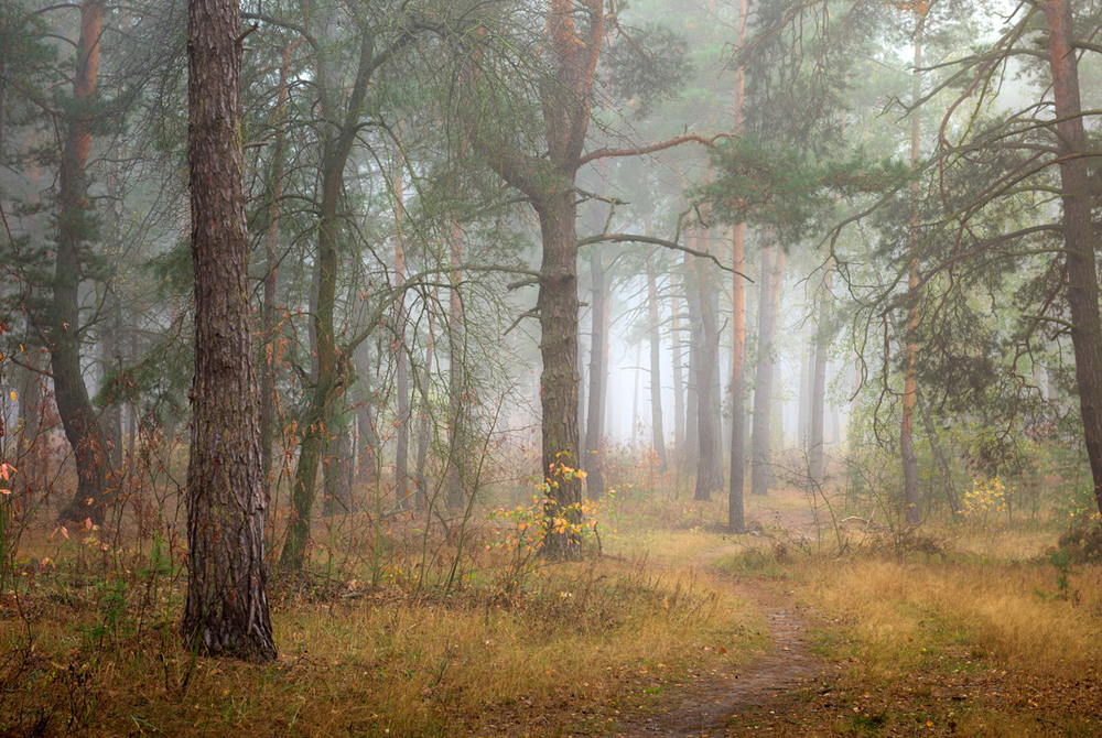 Фотографія Околдован, очарован лес туманом весь окован / Галанзовская Оксана / photographers.ua