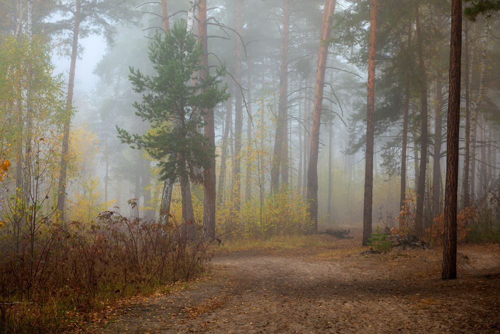 Фотографія В туманной дымке лес тонул / Галанзовская Оксана / photographers.ua