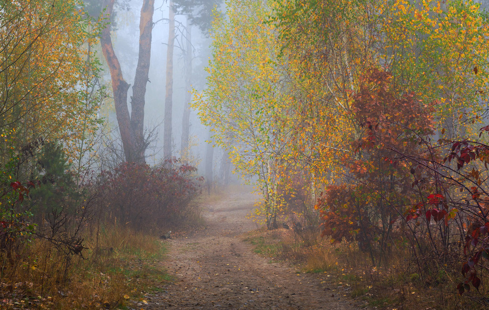 Фотографія И колдовством тумана лес окутан / Галанзовская Оксана / photographers.ua
