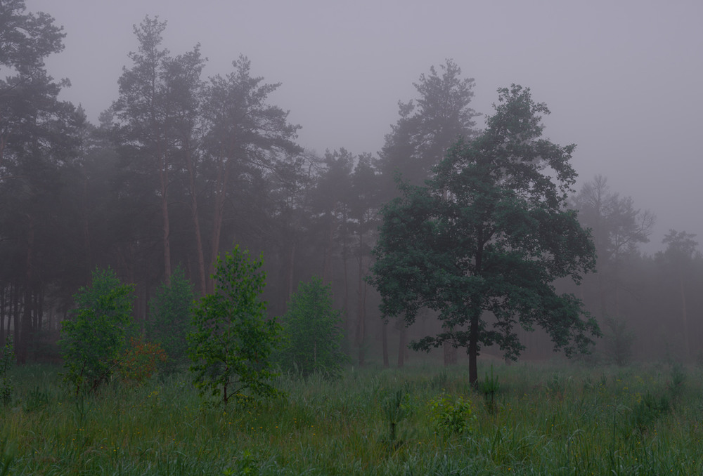 Фотографія И снова серый туман стирает все мысли / Галанзовская Оксана / photographers.ua