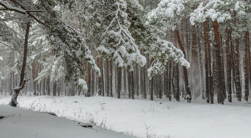 Фотографія Зима лютує, снігу намітає / Галанзовская Оксана / photographers.ua