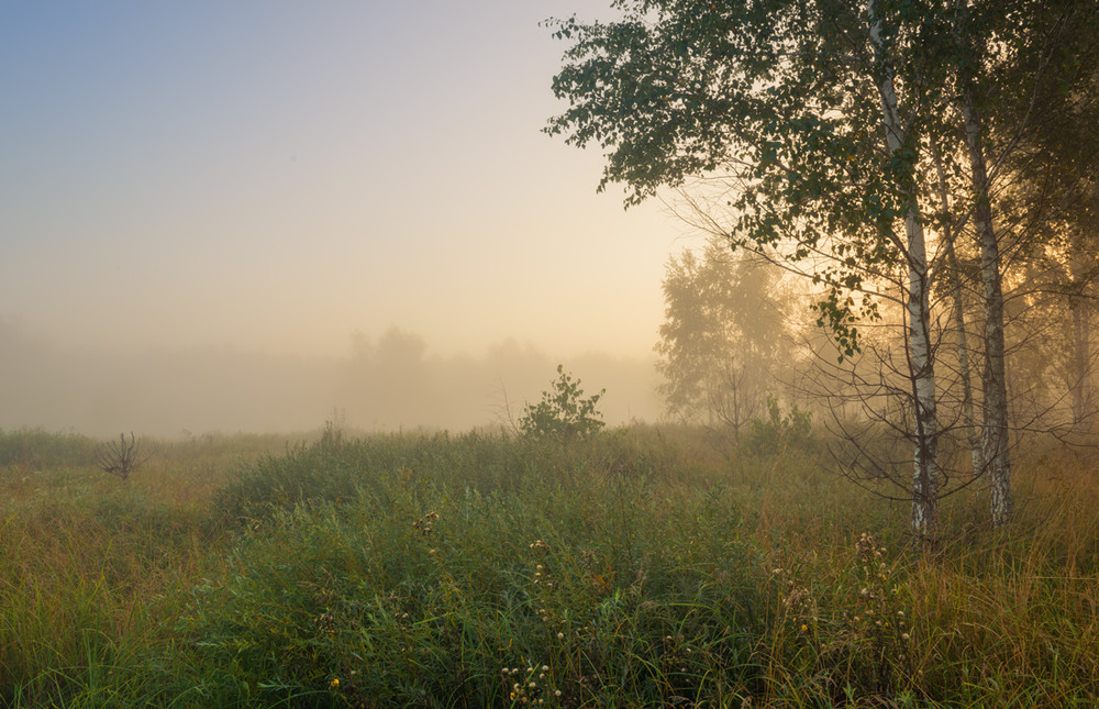 Фотографія И пеленой густой и тёплой стоит покрытый летний луг / Галанзовская Оксана / photographers.ua