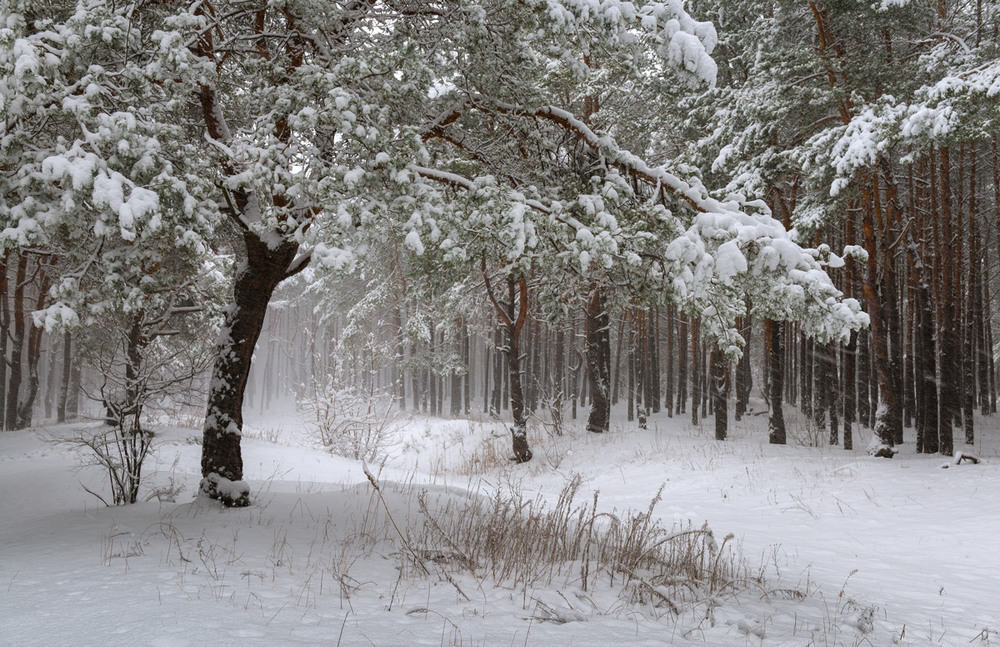 Фотографія Метёт, ревёт и завывает, и снегом долы заметает / Галанзовская Оксана / photographers.ua