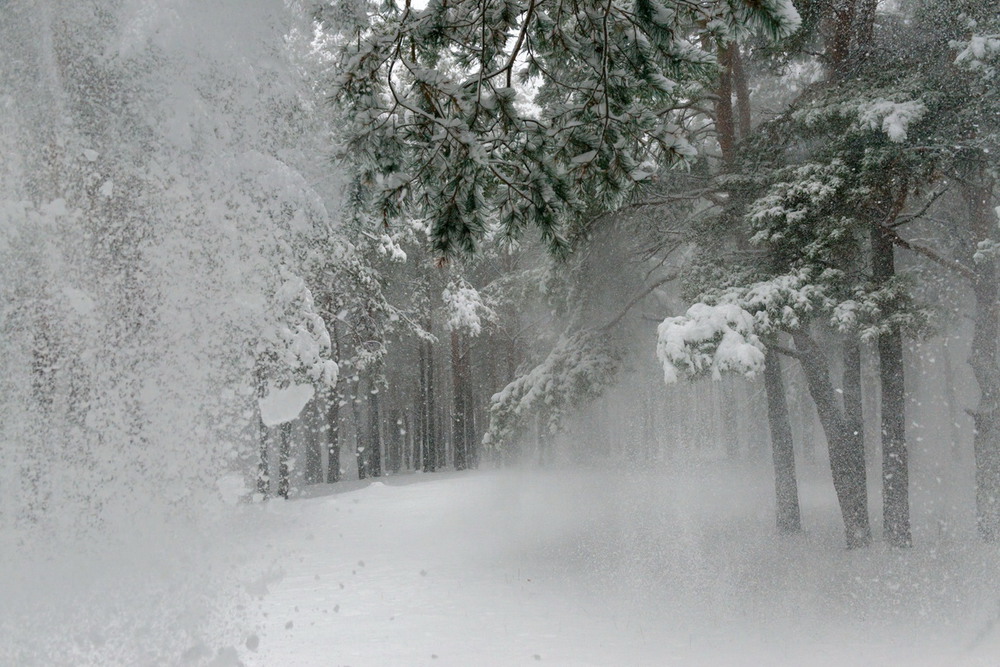 Фотографія Снег голосу вьюги внемлет / Галанзовская Оксана / photographers.ua