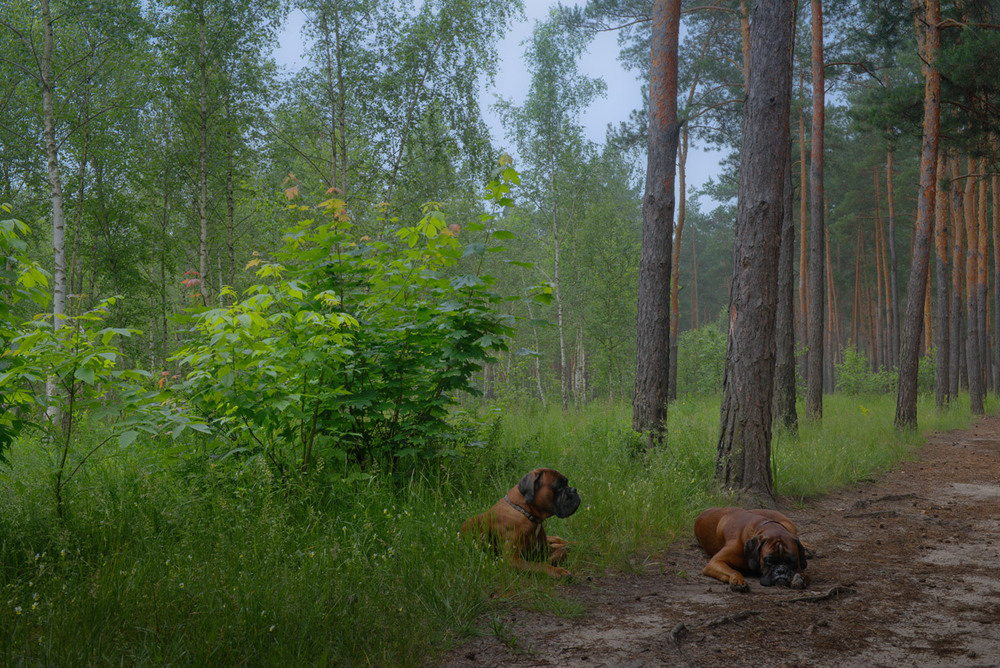 Фотографія Раннее утро, рассвет, лес околдован стоит, тихо вокруг... / Галанзовская Оксана / photographers.ua