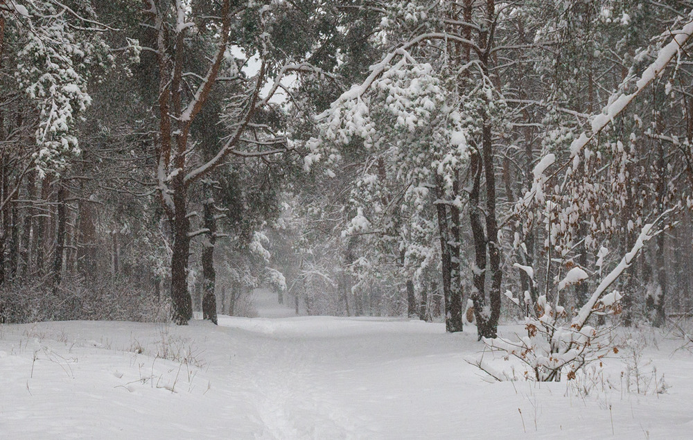 Фотографія Пришла зима, завьюжили метели / Галанзовская Оксана / photographers.ua