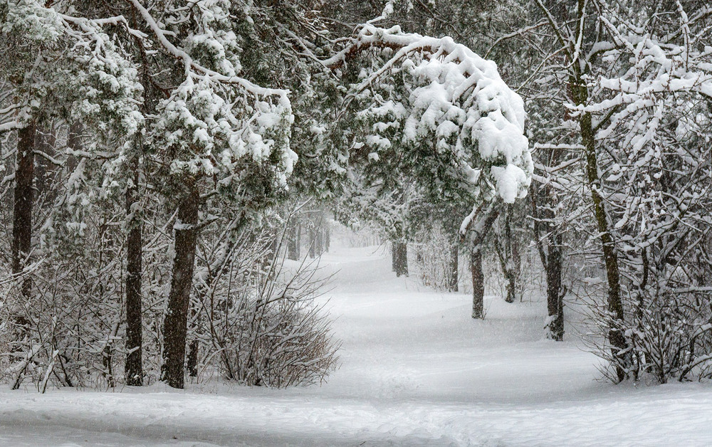 Фотографія Шапками снежными белыми белыми лес укрывает зима / Галанзовская Оксана / photographers.ua
