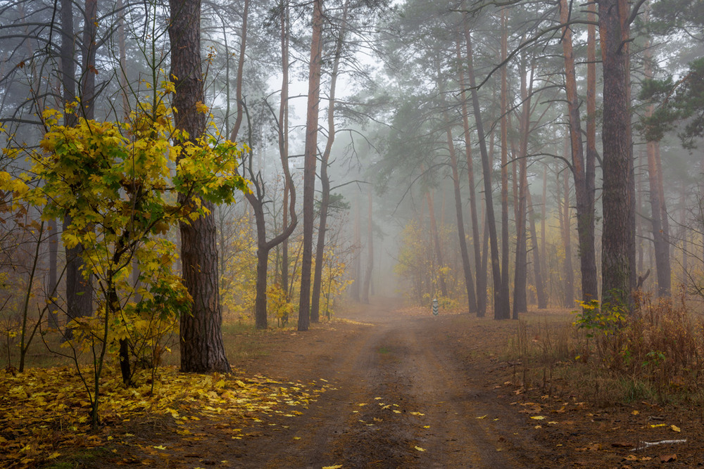 Фотографія Грибной туман / Галанзовская Оксана / photographers.ua