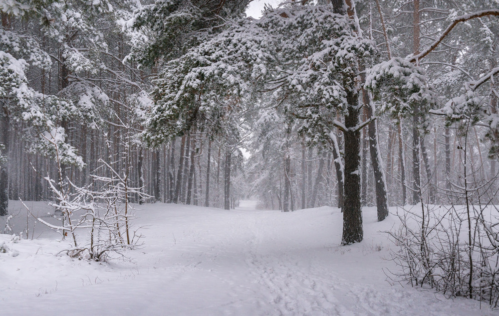 Фотографія Снег идёт, заметая все тропы / Галанзовская Оксана / photographers.ua