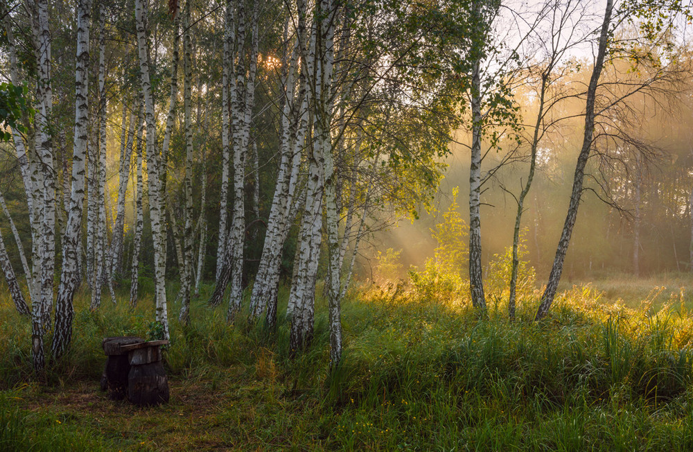 Фотографія Утро в берёзовой роще / Галанзовская Оксана / photographers.ua