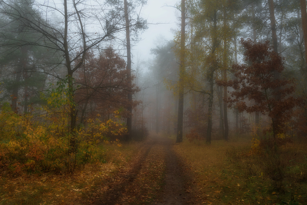 Фотографія В сыром лесу среди холодного тумана / Галанзовская Оксана / photographers.ua