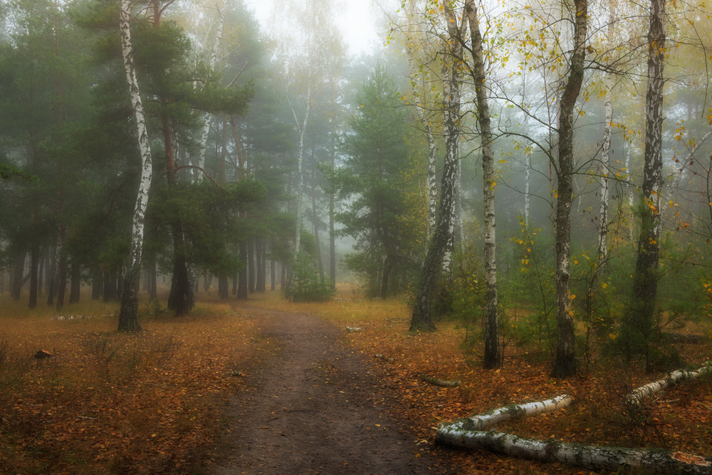 Фотографія Полон лес волшебного тумана / Галанзовская Оксана / photographers.ua