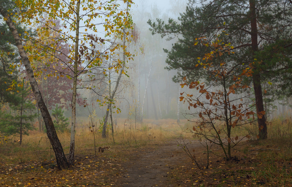 Фотографія Опадают осенние листья / Галанзовская Оксана / photographers.ua