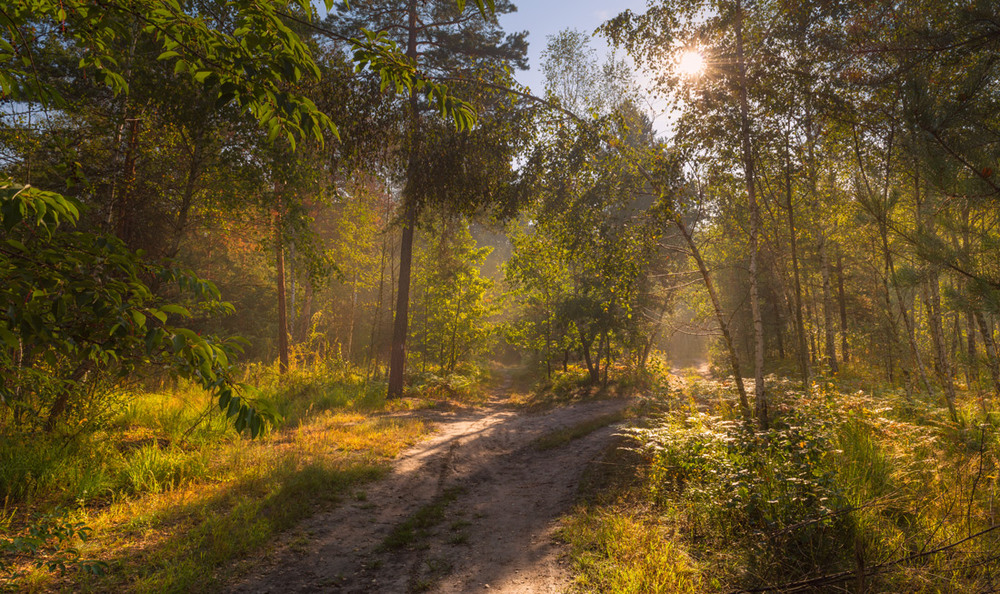 Фотографія Серпневий ранок у лісі / Галанзовская Оксана / photographers.ua