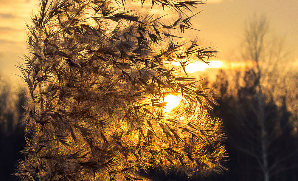 Фотографія Румянит солнце колоски вечерним светом / Галанзовская Оксана / photographers.ua