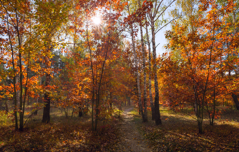 Фотографія Заглянула осень в рощу / Галанзовская Оксана / photographers.ua