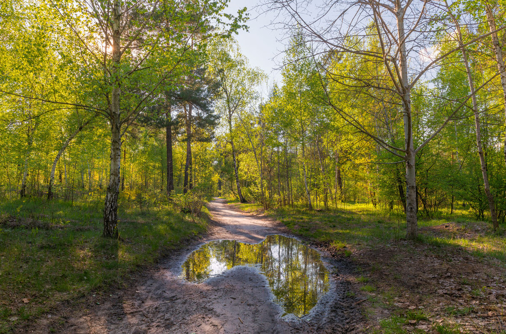 Фотографія Прекрасен майский лес, умытый сильным ливнем / Галанзовская Оксана / photographers.ua