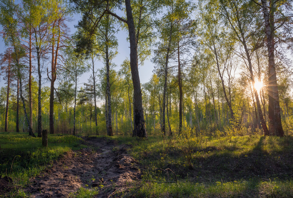 Фотографія Солнце пряталось за лесом / Галанзовская Оксана / photographers.ua