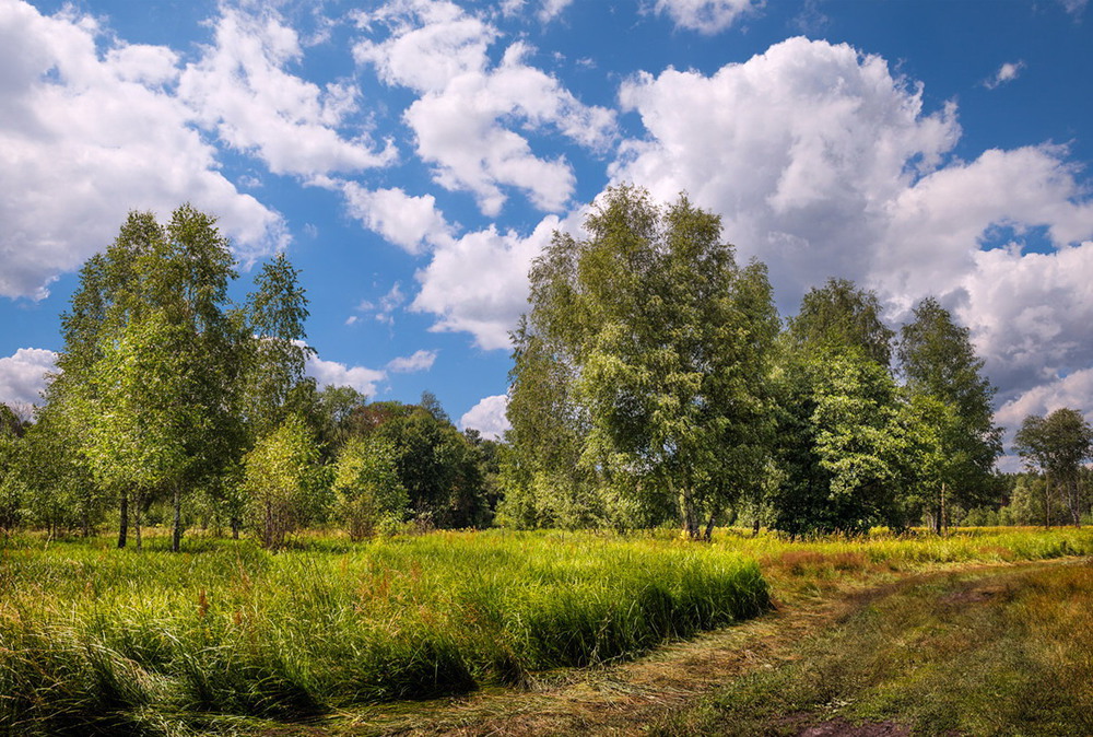 Фотографія Зреют травы на покосах / Галанзовская Оксана / photographers.ua
