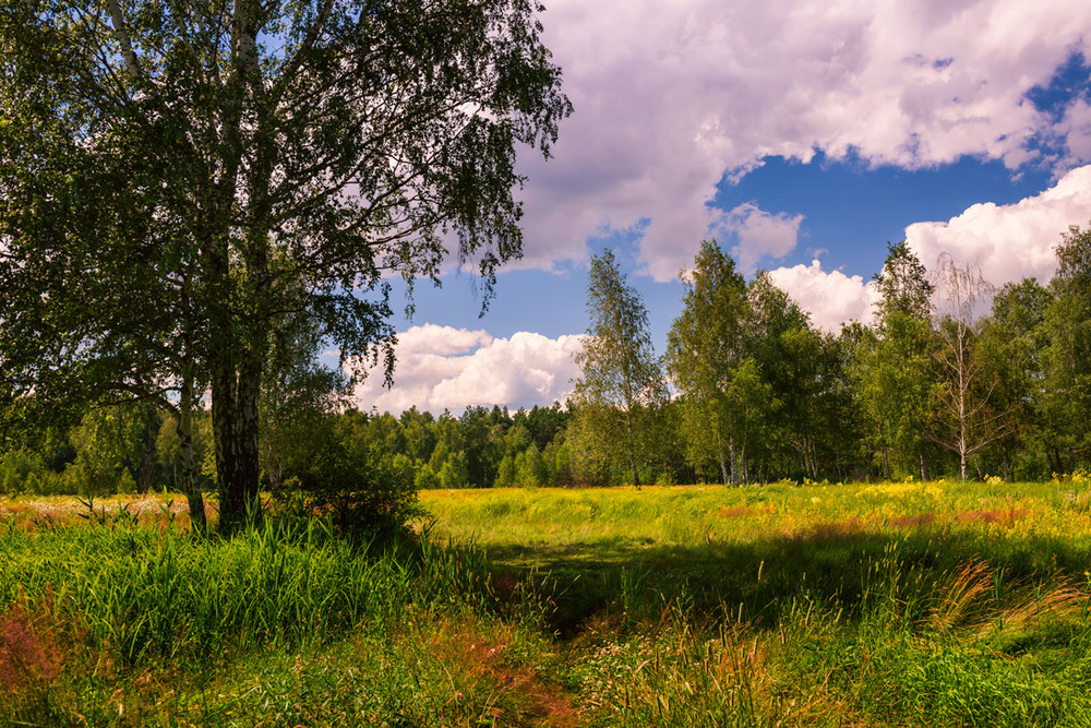 Фотографія Пахнет свежей травой, луговыми цветами. В кружевах облаков голубой небосвод / Галанзовская Оксана / photographers.ua