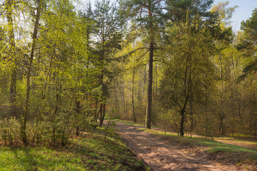 Фотографія Апрельский лес оделся в изумруды / Галанзовская Оксана / photographers.ua