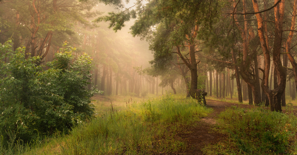 Фотографія Окутан лес тёплым туманом / Галанзовская Оксана / photographers.ua