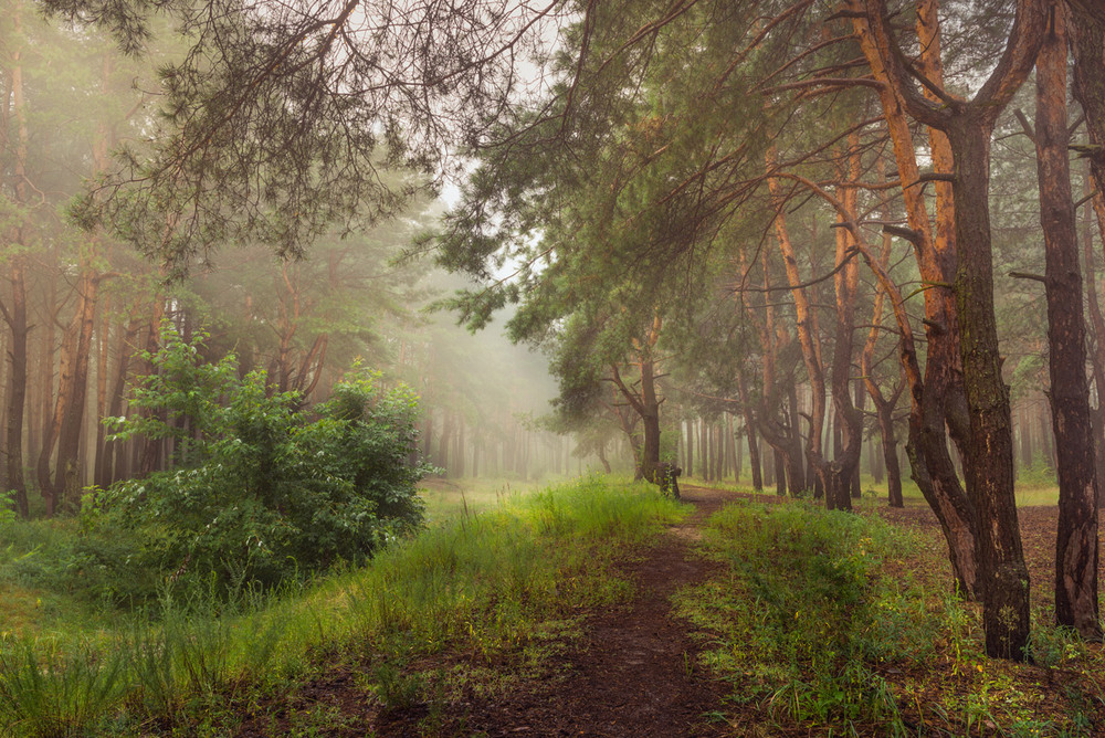 Фотографія Под мягкой белой пеленой скрывается притихший лес / Галанзовская Оксана / photographers.ua