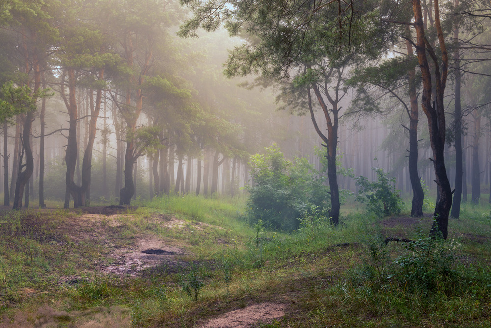 Фотографія Волшебный лес стоит, туманом околдован / Галанзовская Оксана / photographers.ua