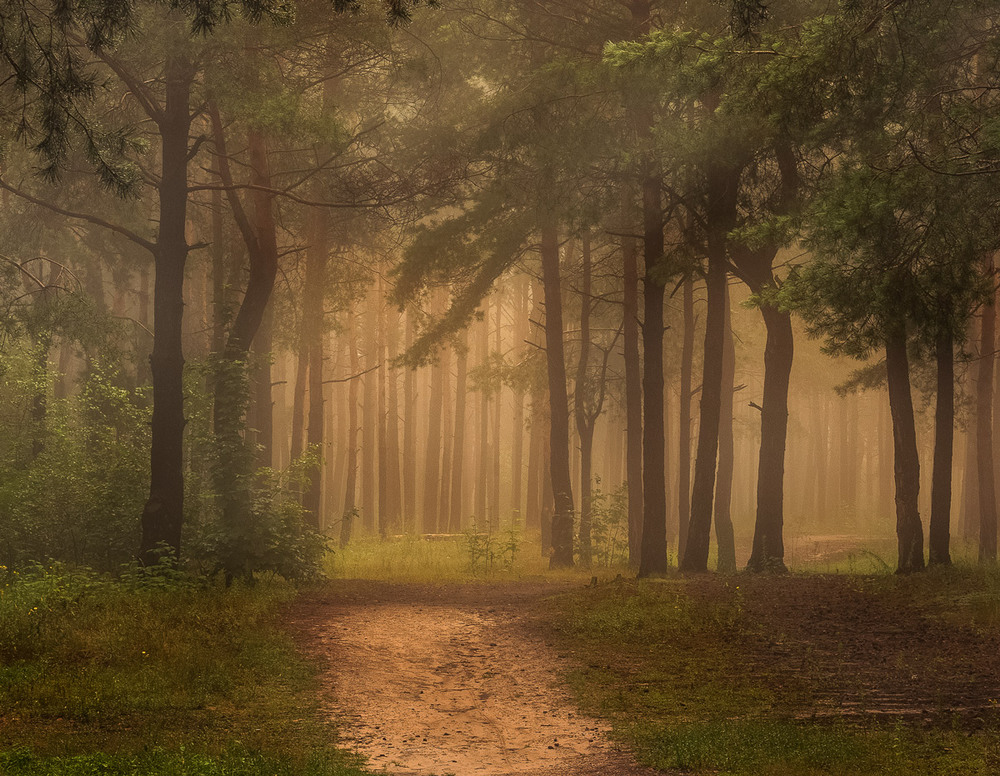 Фотографія Сумрачный лес околдован туманом / Галанзовская Оксана / photographers.ua