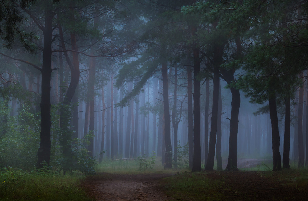 Фотографія Один туман молочно-синий господствует в лесу / Галанзовская Оксана / photographers.ua