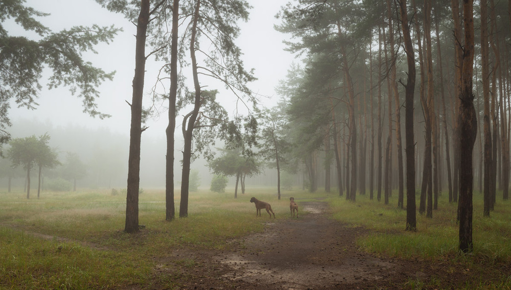Фотографія Молочный туман окутывал свом прикосновением / Галанзовская Оксана / photographers.ua