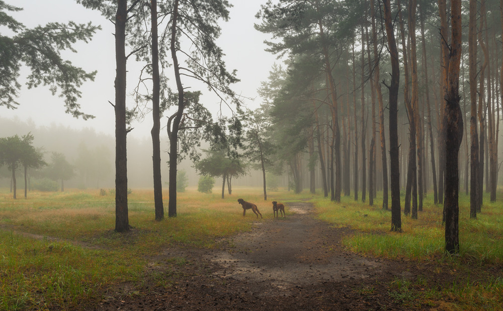 Фотографія Летнее утро в лесу / Галанзовская Оксана / photographers.ua