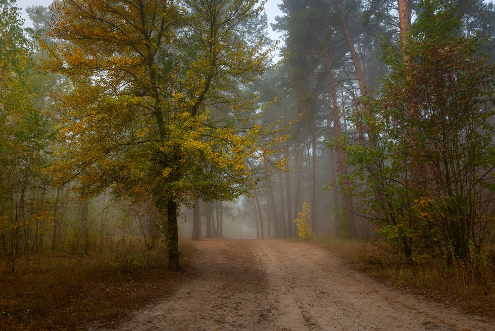 Фотографія Промокший лес укутался в туман / Галанзовская Оксана / photographers.ua