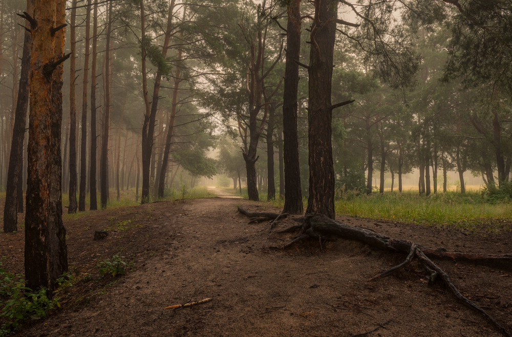 Фотографія В пустом лесу меж хвойными ветвями. / Галанзовская Оксана / photographers.ua