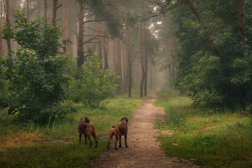 Фотографія В грозу, и в бурю, и в туман они идут за нею... / Галанзовская Оксана / photographers.ua