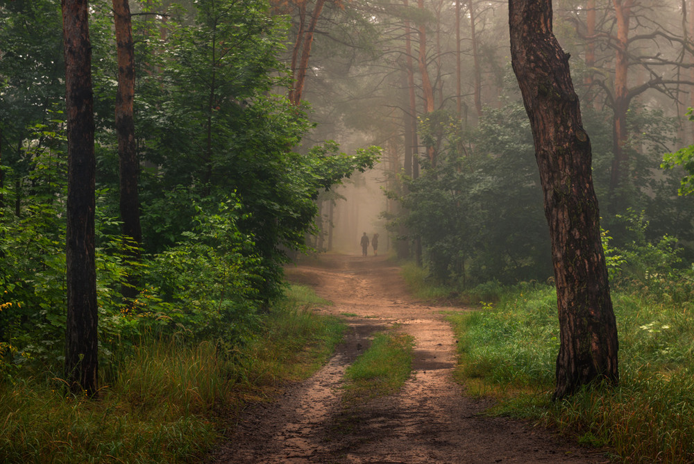 Фотографія Просыпается лес и туманная дымка уходит. / Галанзовская Оксана / photographers.ua
