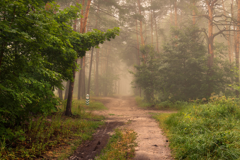 Фотографія Я помню влажный лес, волшебные дороги / Галанзовская Оксана / photographers.ua