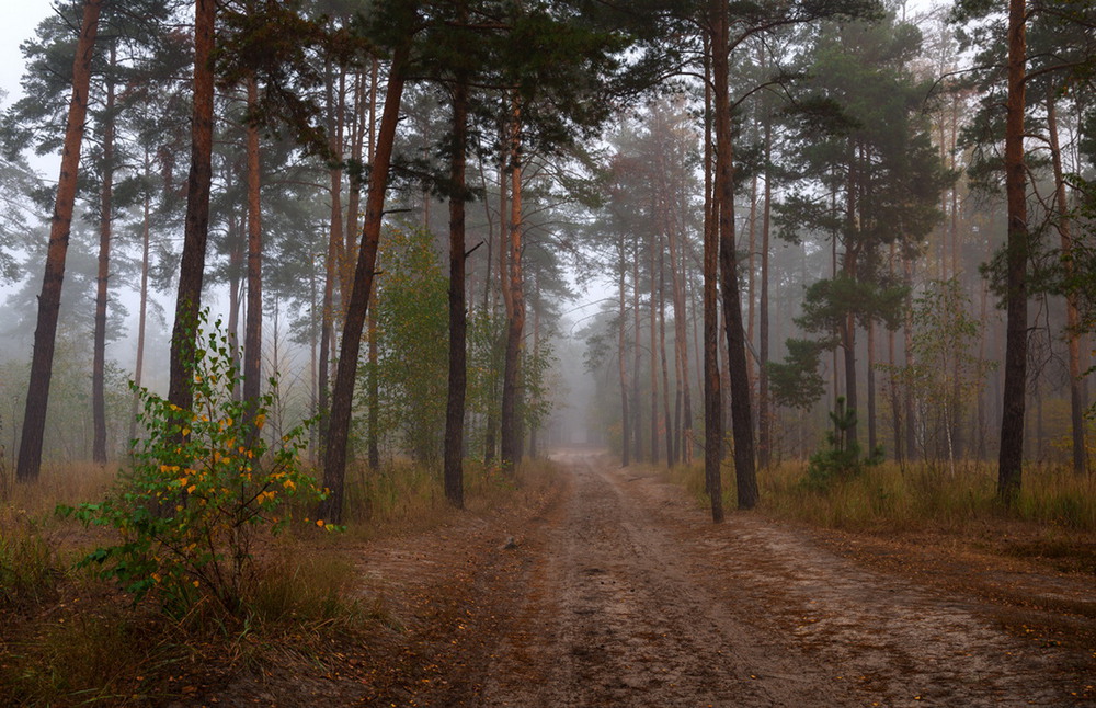 Фотографія Сыро и тихо в осеннем лесу / Галанзовская Оксана / photographers.ua