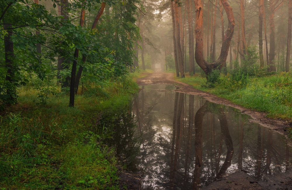 Фотографія Сказочный мир лесного творения / Галанзовская Оксана / photographers.ua