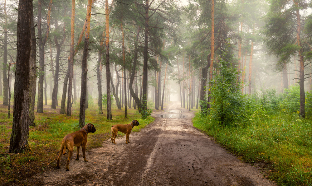 Фотографія Туман на лес набросил белую вуаль / Галанзовская Оксана / photographers.ua