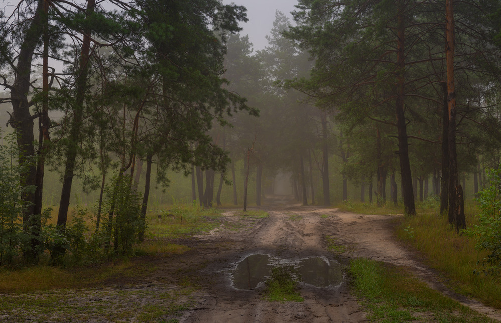 Фотографія Сумрак туманный на лес надвигался / Галанзовская Оксана / photographers.ua
