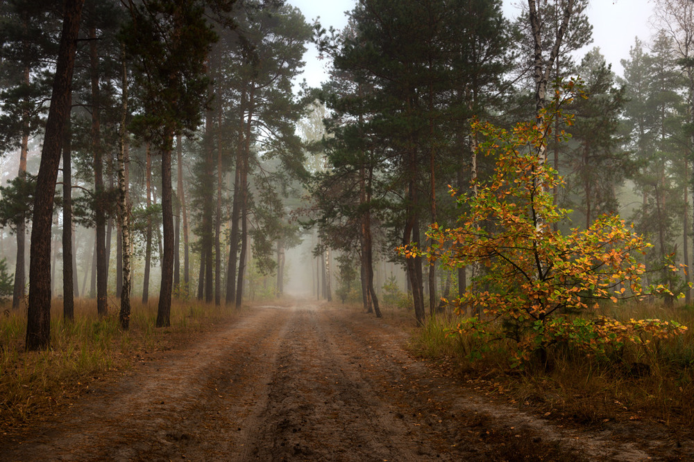 Фотографія Печален лес в октябрьский день / Галанзовская Оксана / photographers.ua