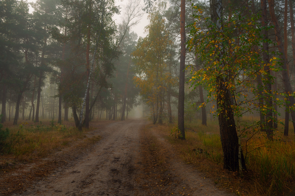 Фотографія Покой и тишина туманного леса / Галанзовская Оксана / photographers.ua