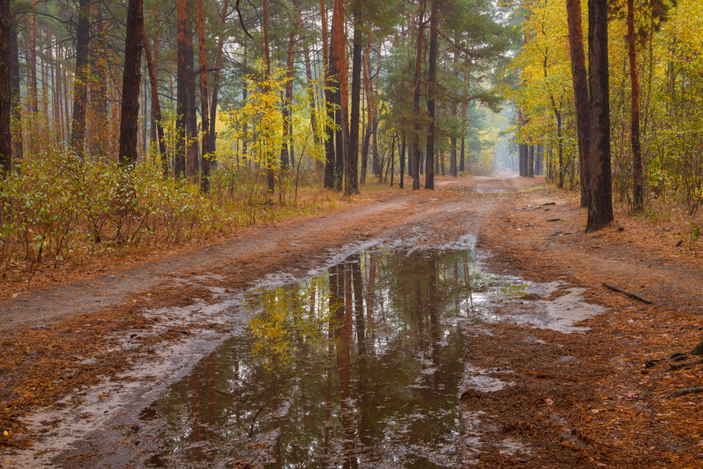 Фотографія Всплакнула осень проливным дождём / Галанзовская Оксана / photographers.ua