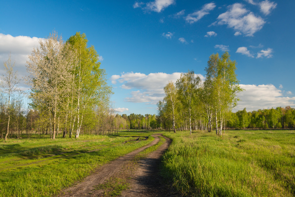 Фотографія Выйдешь на луг, глянешь вокруг: всюду зелёный апрель / Галанзовская Оксана / photographers.ua