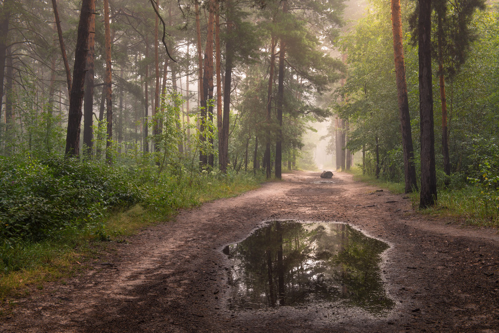 Фотографія Лесные зеркала туманного леса / Галанзовская Оксана / photographers.ua