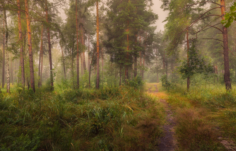 Фотографія В лесу туман. Лес, точно пьян. / Галанзовская Оксана / photographers.ua