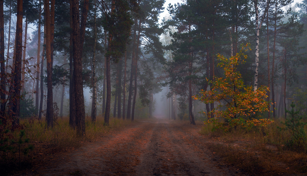Фотографія Fairytale forest / Галанзовская Оксана / photographers.ua